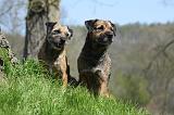 BORDER TERRIER 095